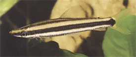 Anostomus ternetzi - Striped Anostomus, Striped Headstander