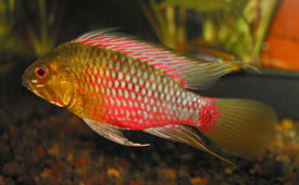hongsloi - Red-lined dwarf cichlid | Fish | Diszhal.info