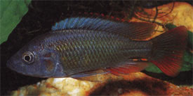 Haplochromis nubilus - Parzsl sznsgr