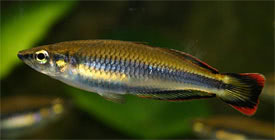 Bedotia geayi - Madagascar rainbowfish