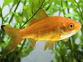 Carassius auratus - Goldfish