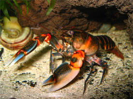 Cherax peknyi - Zebra Crayfish