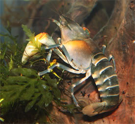 Cherax peknyi - Zebra Crayfish