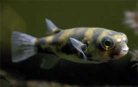Colomesus asellus - South American Puffer