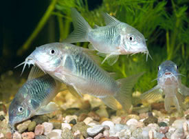 Corydoras aeneus - Bronze catfish