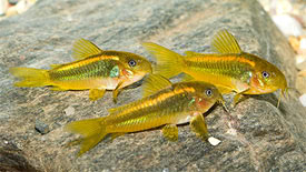 Corydoras aeneus - Bronze catfish