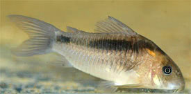 Corydoras zygatus - Black band catfish