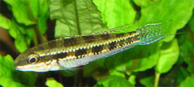 Dicrossus filamentosus - Kocks blcsszj hal