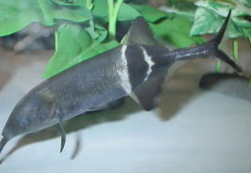 Long-nosed Elephant Fish