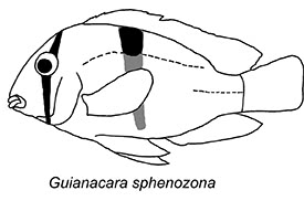 Guianacara sphenozona - -