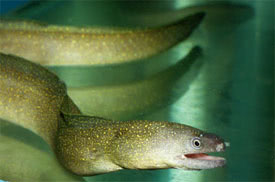Gymnothorax tile - Snowflake eel