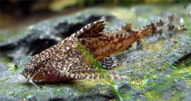 Hara jerdoni - Asian Stone Catfish