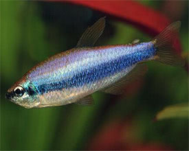 Inpaichthys kerri - Purple Emperor Tetra, Tropical Fish