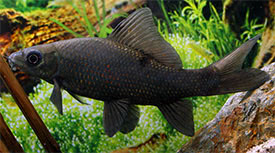 Black Sharkminnow - Labeo chrysophekadion Fish Profile & Care Guide