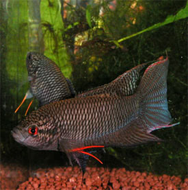 Macropodus spechti concolor - Black paradise fish