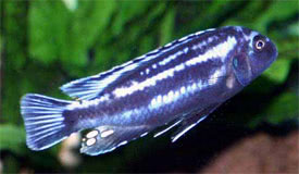 Melanochromis johannii - Indigsgr