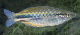 Melanotaenia affinis - New Guinea Rainbowfish