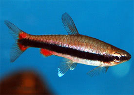 Nannostomus beckfordi - Golden Pencilfish