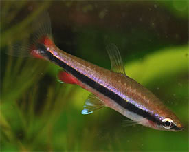 Nannostomus beckfordi - Golden Pencilfish