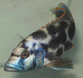 Nimbochromis livingstonii - Leoprdsgr