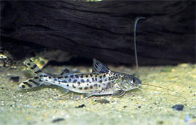 Pimelodus pictus - Pictus catfish