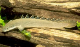 Polypterus senegalus - Senegal Bichir, Cuvier's Bichir
