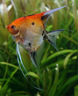 Pterophyllum scalare - Angelfish