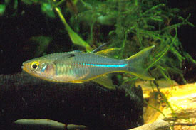 Marosatherina ladigesi - Celebes Rainbowfish