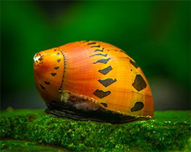 Vittina semiconica - Ruby Onion Snail