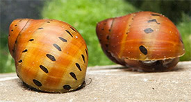 Vittina semiconica - Ruby Onion Snail