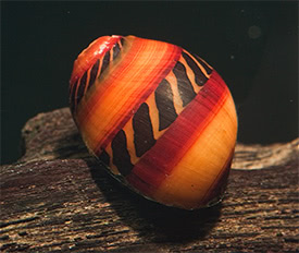 Vittina waigiensis - Red racer Nerite snail
