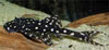 Acanthicus adonis - L155 catfish, Polka Dot Lyre Tail Pleco