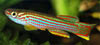 Aphyosemion striatum - Red-Striped Killifish, Five-Banded Killifish