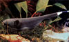 Apteronotus albifrons - Black ghost knifefish