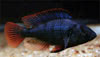 Haplochromis nubilus - Blue Victoria Mouthbrooder