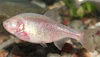 Astyanax jordani - Blind Cave Fish, Blind Cave Tetra