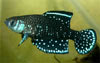 Austrolebias nigripinnis - Blackfin Pearl Killifish