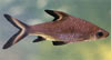 Balantiocheilos melanopterus - Bala shark, Silver shark