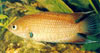 Belontia signata - Ceyloni tsksszrny hal