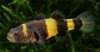 Brachygobius xanthozonus - Bumblebee goby