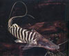 Brachyplatystoma tigrinum - Zebra Shovelnose