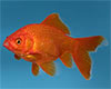 Carassius auratus - Goldfish