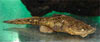 Chaca chaca - Frogmouth catfish