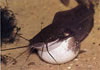 Clarias batrachus - Frog Catfish, Walking Catfish