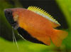 Trichogaster chuna - Mzgurmi
