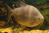 Colossoma macropomum - Giant pacu, Black-finned pacu