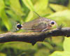 Corydoras hastatus - Sarlfoltos pnclosharcsa