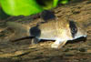 Corydoras panda - Panda Catfish, Panda Cory