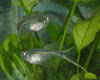 Corynopoma riisei - Swordtail characin