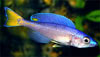 Cyprichromis leptosoma - Slender cichlid